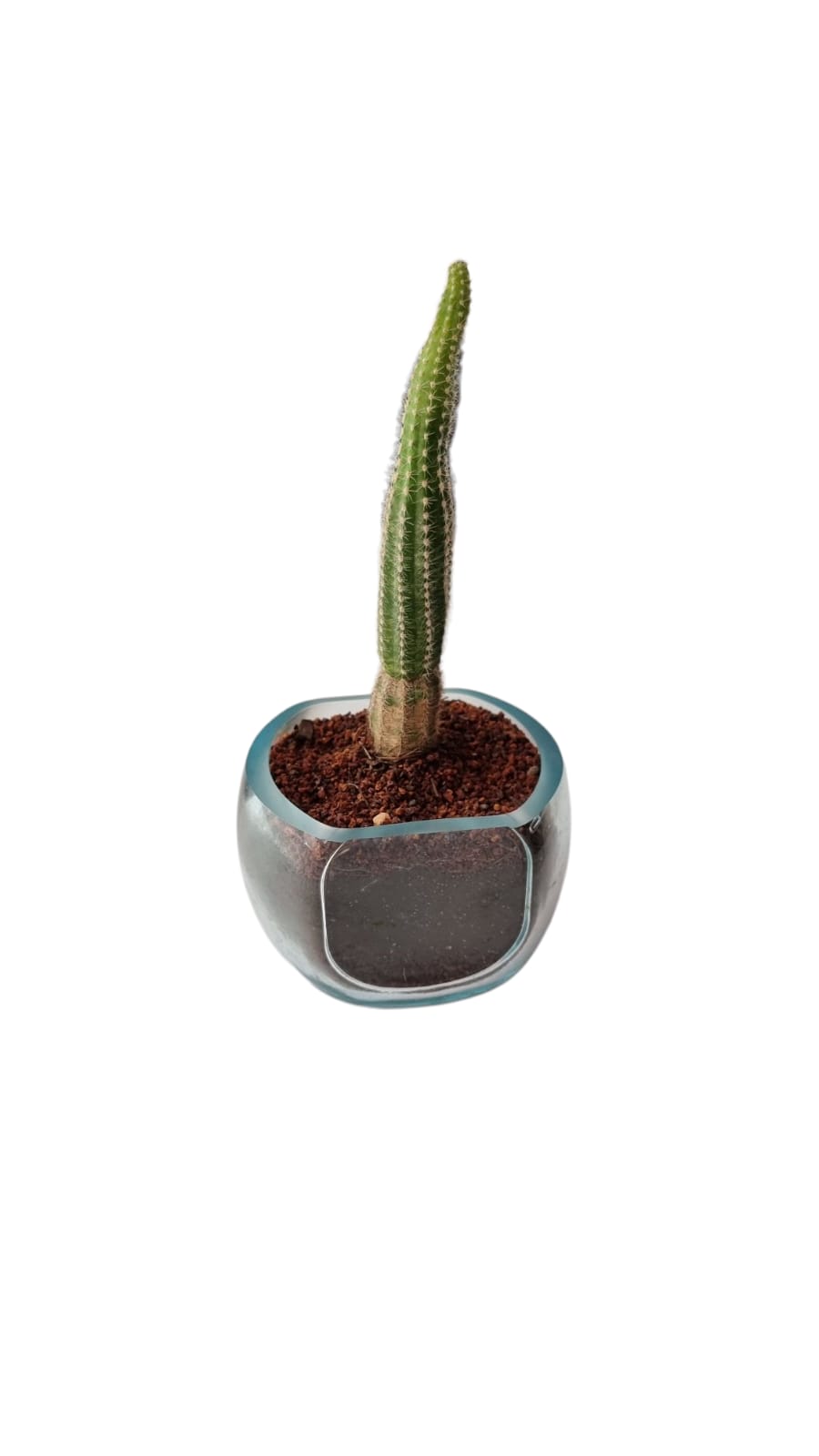 Terrario Don Julio (para suculentas)