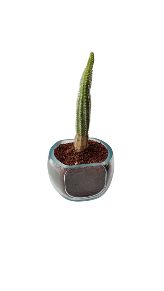 Terrario Don Julio (para suculentas)